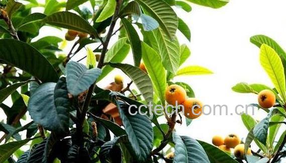 生枇杷叶的功效与作用-1