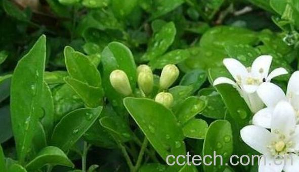 九里香的功效与作用 九里香的禁忌-1