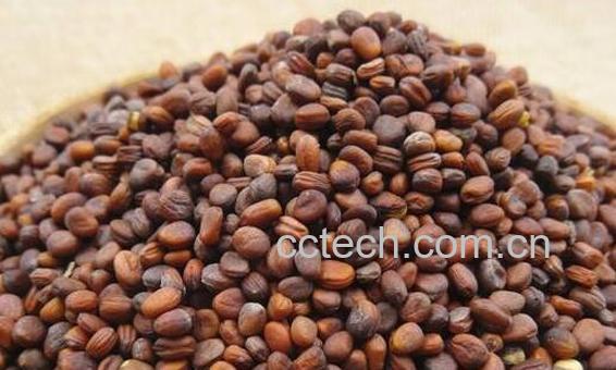 莱菔子泡水喝的功效 莱菔子泡水的禁忌-0