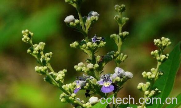 荆条熬水的功效与作用-1