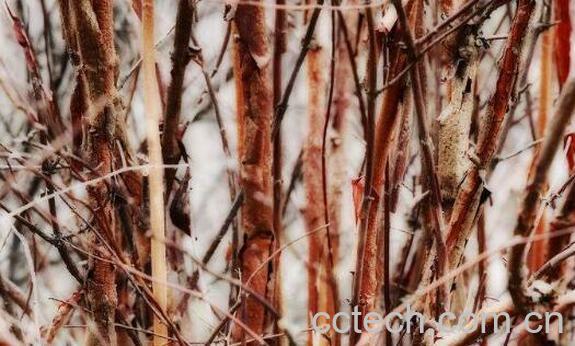 荆条熬水的功效与作用-0