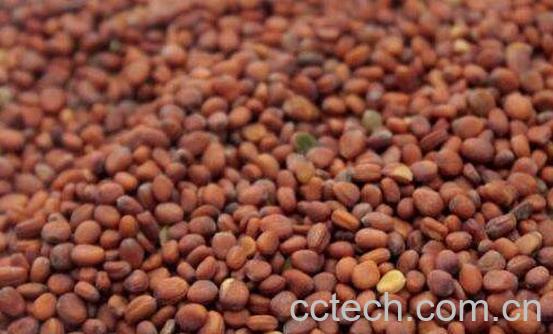 莱菔子泡水喝的功效 莱菔子泡水的禁忌-1