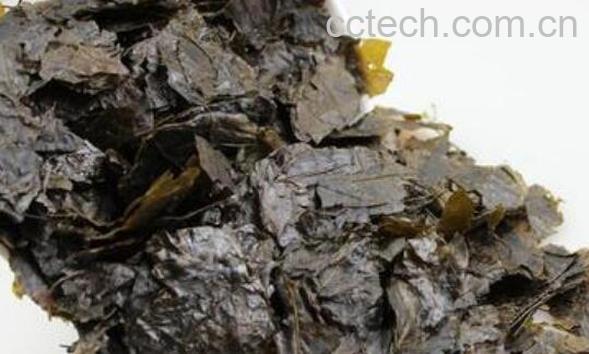 苦甘叶的功效和作用-1