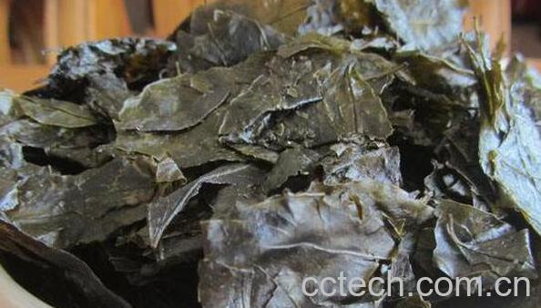 苦甘叶的功效和作用-0