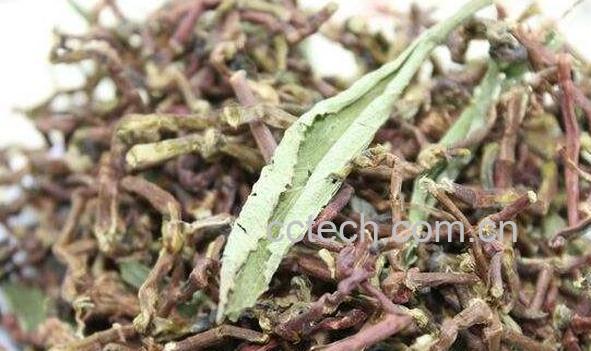 龙参青的功效与作用-1