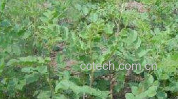 甜凉草的功效与作用-1