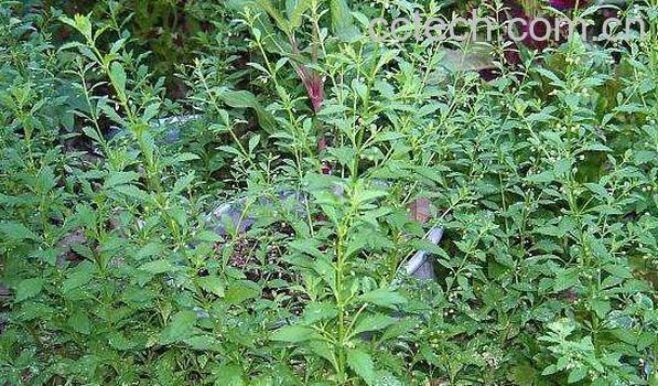 甜凉草的功效与作用-0