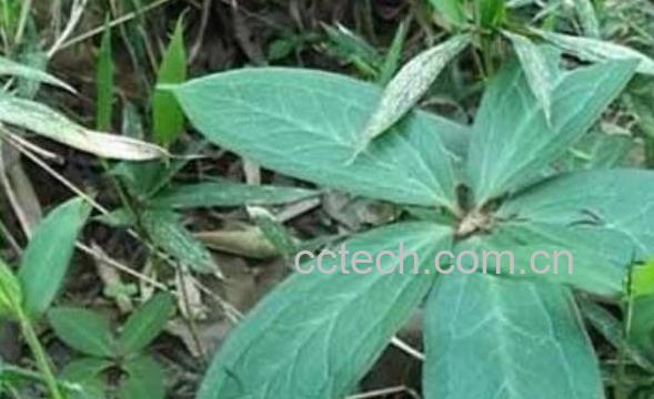 蚤休的功效与作用 蚤休的副作用-1