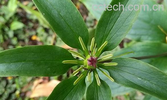 蚤休的功效与作用 蚤休的副作用-0