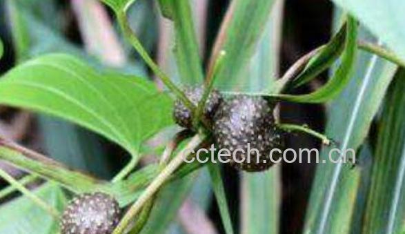 黄独怎么吃 黄独的食用方法-1