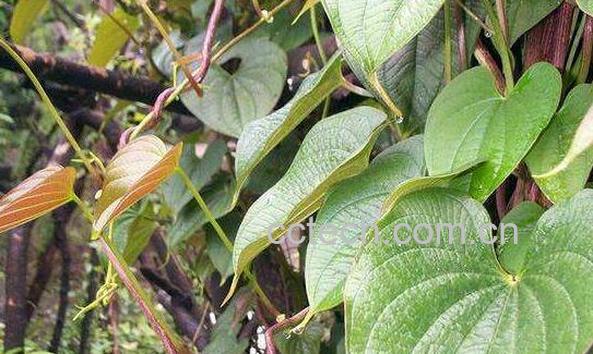 黄独怎么吃 黄独的食用方法-0