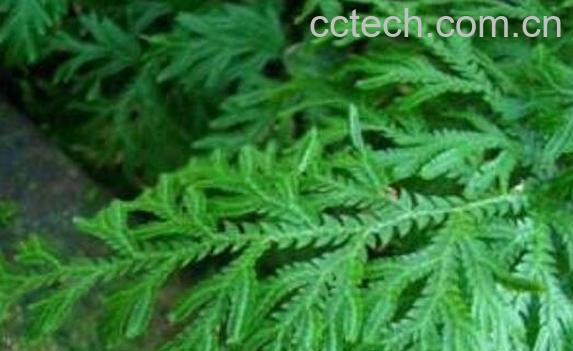 细叶龙鳞草的功效与作用-1