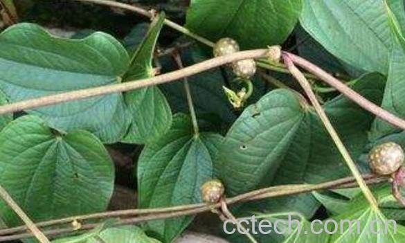 黄独的功效与作用 黄独的药用价值-0