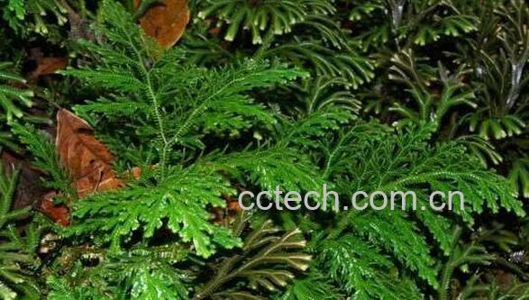 细叶龙鳞草的功效与作用-0