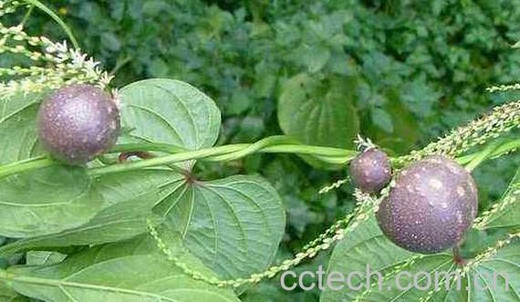 黄独的功效与作用 黄独的药用价值-1