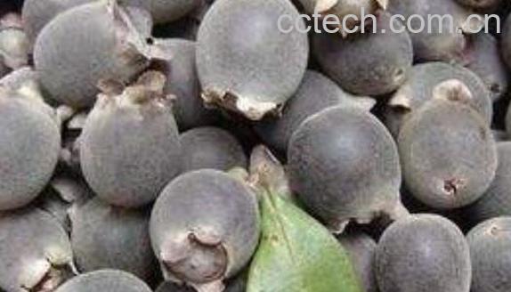 酸三稔干的功效与作用 酸三稔干的药用功效-0