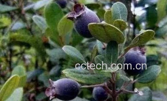 酸三稔干的功效与作用 酸三稔干的药用功效-1