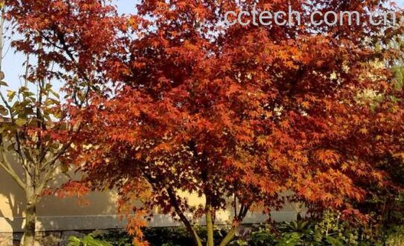 枫树皮有什么用处 枫树皮的药用价值-0