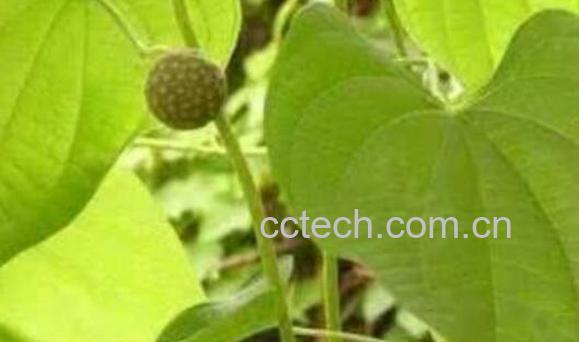 黄药子的功效与作用 黄药子的药用价值-1