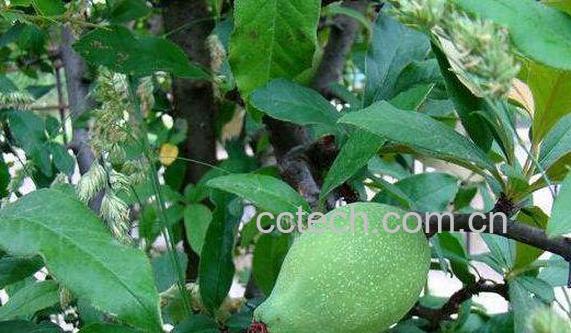毛叶木瓜怎么食用 毛叶木瓜怎么养-0