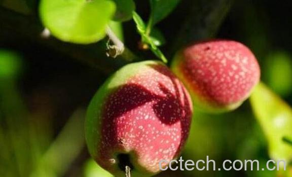 毛叶木瓜怎么食用 毛叶木瓜怎么养-1