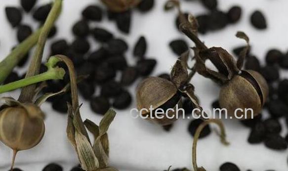 打碗花籽的功效与作用-1