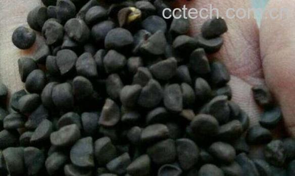 打碗花籽的功效与作用-0