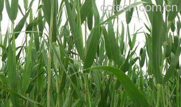 芦苇叶的药用价值 芦苇叶什么时候可以摘-1