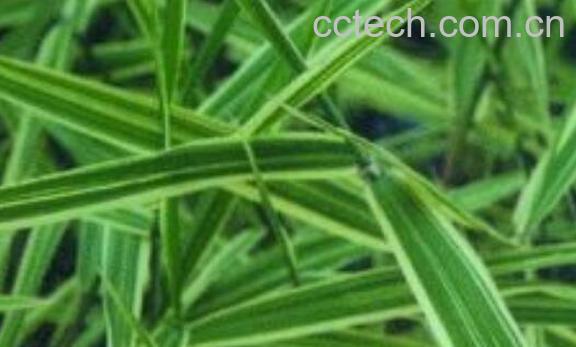 芦苇叶的药用价值 芦苇叶什么时候可以摘-0