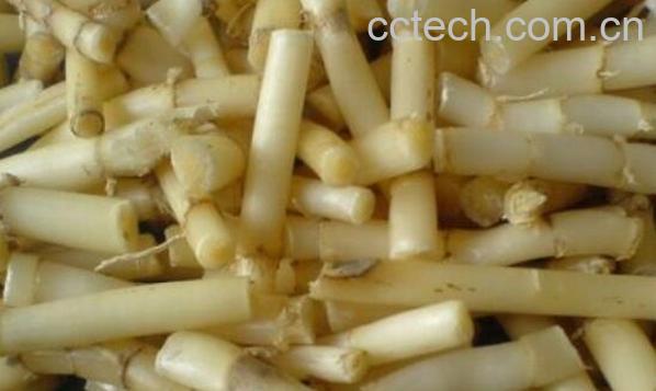 芦苇根泡茶有什么功效 芦苇根泡水喝的功效-1