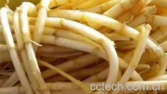 芦苇根泡茶有什么功效 芦苇根泡水喝的功效-0