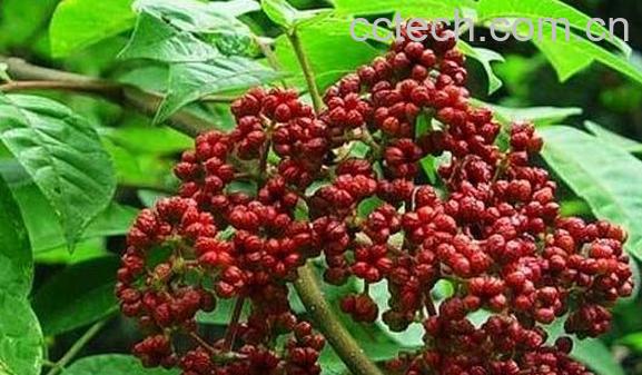 吴茱萸的功效与作用及副作用-0