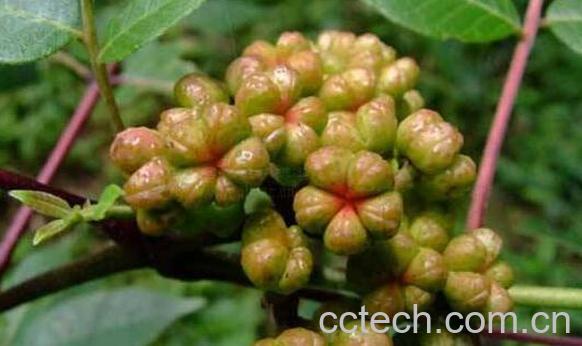 吴茱萸的功效与作用及副作用-1