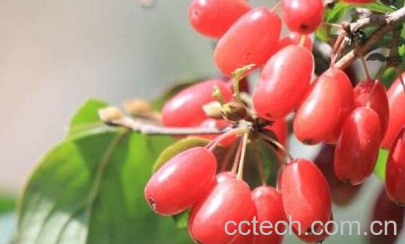 山茱萸的药用价值 山茱萸的禁忌-0