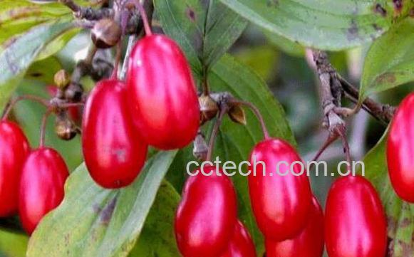 山茱萸的药用价值 山茱萸的禁忌-1