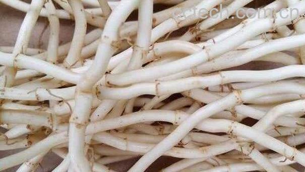 野苇子根的功效与作用-0