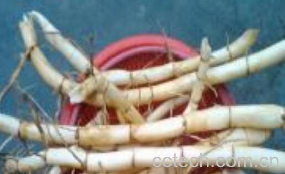 野苇子根的功效与作用-1