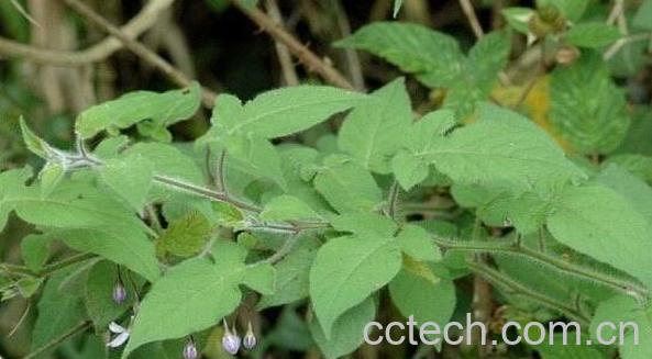 白毛藤怎么吃 白毛藤的食用方法-0