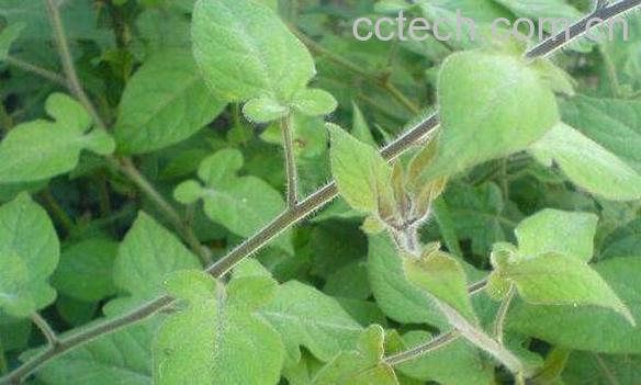 白毛藤怎么吃 白毛藤的食用方法-1