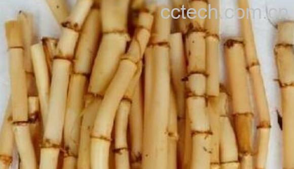 芦苇根泡水喝的功效 芦苇根泡水喝有什么危害-0