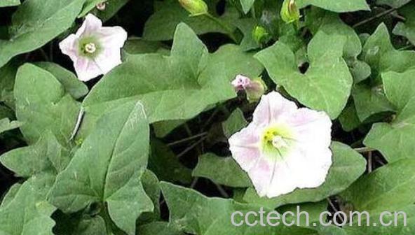 打碗花的功效与作用 打碗花的药用价值-0