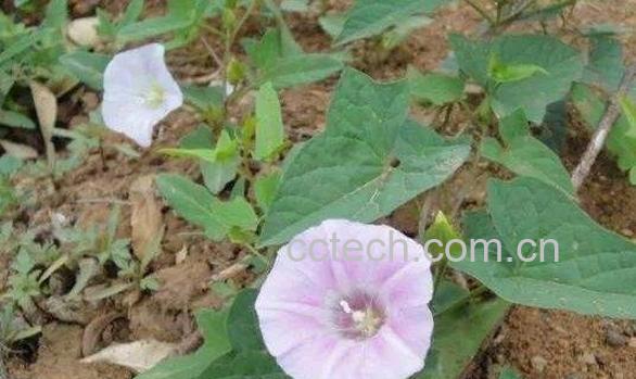 打碗花的功效与作用 打碗花的药用价值-1