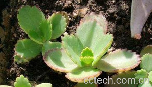 落地生根的功效与作用 落地生根的药用价值-0