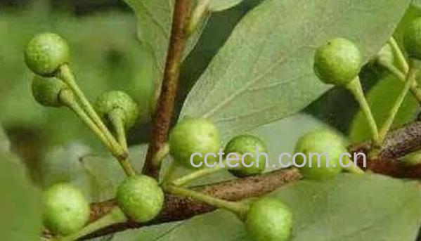 中药山枝根的功效与作用 山枝根的药用价值-1