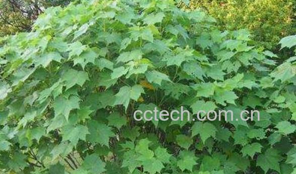 芙蓉花叶的作用与功效 芙蓉花叶的副作用-1