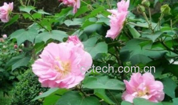 芙蓉花叶的作用与功效 芙蓉花叶的副作用-0