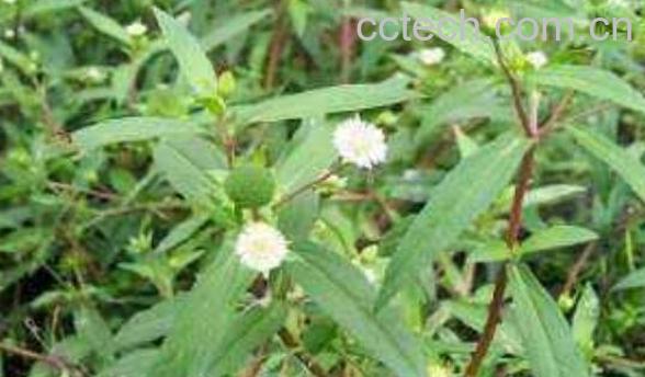 墨旱莲的功效与作用 墨旱莲的副作用-0