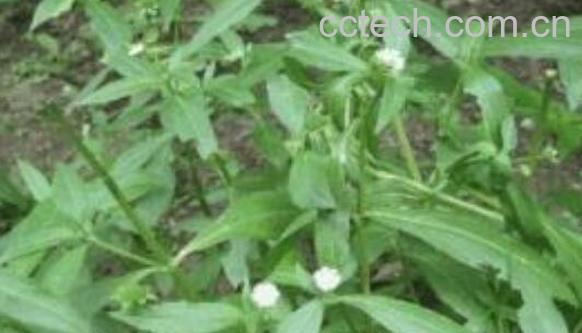 墨旱莲的功效与作用 墨旱莲的副作用-1