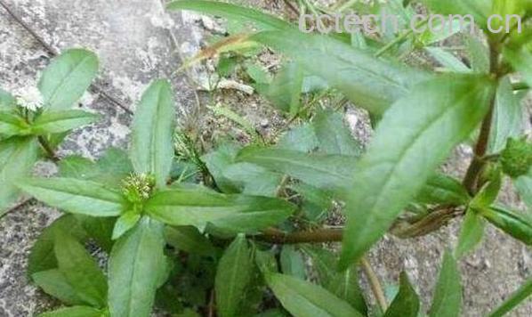 墨旱莲怎么吃 墨旱莲的食用方法-0