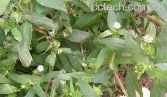 墨旱莲怎么吃 墨旱莲的食用方法-1